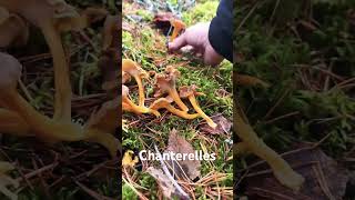 Chanterelles in Finland finland mushroom foraging fungi nature food autumn stressrelief [upl. by Eisej]