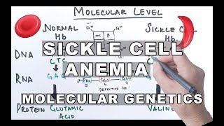 Sickle Cell Anemia  Molecular Mechanism [upl. by Amoreta]