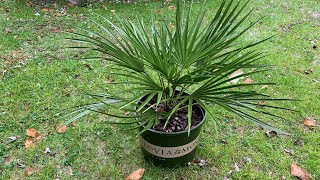 Chamaerops humilis is a Very Adaptable and ColdHardy Palm [upl. by Miche]