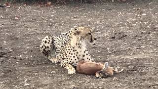 Cheetah with baby Steenbok kill [upl. by Selwyn]