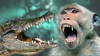 Monkey vs Crocodile  A Monkey Tried to save their child from Crocodile [upl. by Brear]