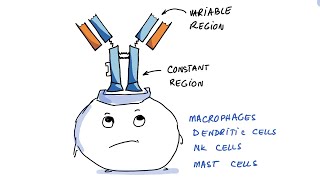 3rd Pfizer Vaccine Shot Increases Noninflammatory IgG4 [upl. by Nero865]