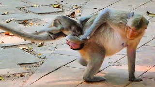 Young monkey sad weaning her small baby monkey Mama very reject it [upl. by Retsbew]