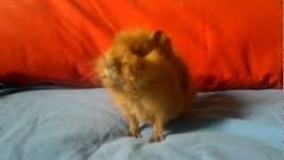 Baby guinea pig with a URI Upper Respiratory Infection [upl. by Proulx521]