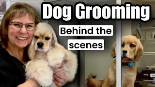 Dog Grooming Behind the Scenes Yorkie 4 Maltese2 full coat 3 Poodles Coton Morkie Papillon [upl. by Anomis]