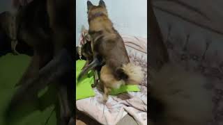 Belgian tervuren vs Malinois CocoampLuna [upl. by Tatia918]