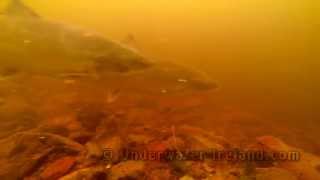 Fishing salmon underwater fishcam Drowes Fishery Ireland Рыбалка лосось подводная видео охота [upl. by Alemaj]