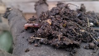 Remover compost Reciclar amortiguador ♻️ [upl. by Nnaitsirhc942]