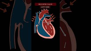 Blood Flow Through the Heart Animation In 1 Minute  Cardiac Physiology bloodflow shorts [upl. by Nanah]