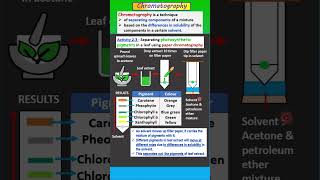 SPM BIOLOGY FORM 5 Chapter 2 24 Important experiment on photosynthetic pigments [upl. by Borszcz853]