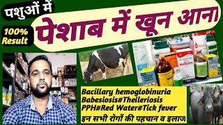 Bacillary Hemoglobinuriaपेशाब में रक्त आनाBabesiosisTheilerosisPPHRed Water इनकी पहचान व इलाज [upl. by Eciened710]