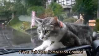 10 hours cat compilation [upl. by Horodko594]