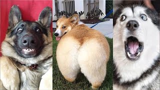 Vidéo des chien marrant et drôle  Compilation memes chien twitter et tik tok 2021 32 [upl. by Attelahs445]