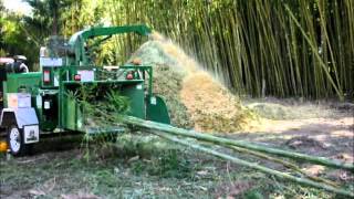 Chipping bamboo at Bamboo Land Australia [upl. by Enyrb]