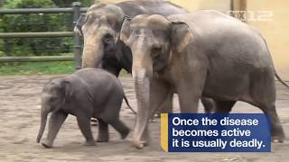 Lily youngest elephant at Oregon Zoo passes away suddenly from virus [upl. by Bel]