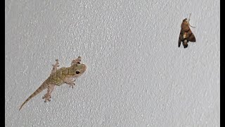 Gecko Hunting Tarentola mauritanica [upl. by Inglis263]