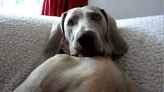 Weimaraner dog sitting like a human [upl. by Ymmot]