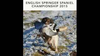 2015 English Springer Spaniel Championship [upl. by Assennev597]