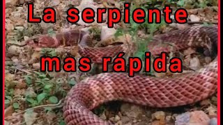 Chirrionera o chicotera La serpiente mas rapida Shorts [upl. by Ydoc]