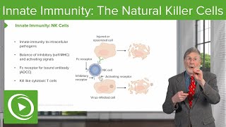 Innate Immunity The Natural Killer Cells [upl. by Eillen]