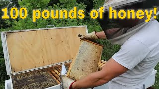 🔵Making honey with a long hive [upl. by Annekcm]