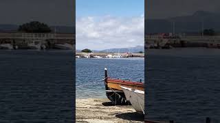 Un arroaz se deja ver nadando en la dársena de Santo Tomé en Cambados [upl. by Jaal288]