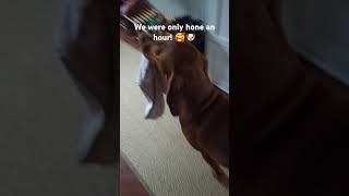 Vizslas cannot live 1 sec without you🐶💜dogs doglover country countrysidelife vizsla puppy [upl. by Jamnis65]