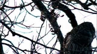 Barred Owls Hooting To Each Other [upl. by Nuhsed]