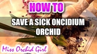 How to save a sick Oncidium type Orchid  First steps to a healthy recovery [upl. by Toinette406]