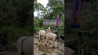 DOMBA GARUT TERNAKshortvideo domba sheep dombagarut animals shorts fypシ゚ fyp fypシ゚viral [upl. by Eceinehs]