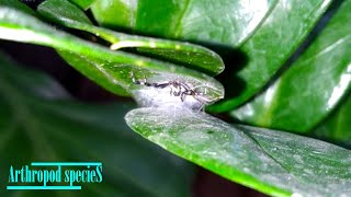 Arachnida Species  Jumping Spider  The nests [upl. by Ytsirhc]