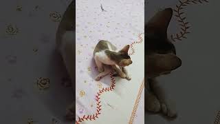 nice nicelife cute catvideos funny October 5 2024 [upl. by Stanleigh]