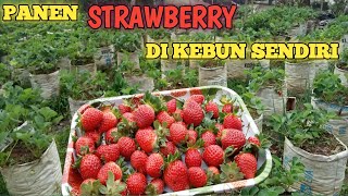 PANEN STRAWBERRY DI KEBUN SENDIRI [upl. by Sura]