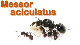 Ant care species guide 18  Messor aciculatus [upl. by Maro]