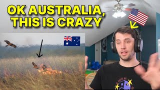 American reacts to birds in Australia that START BUSHFIRES [upl. by Ibrad]