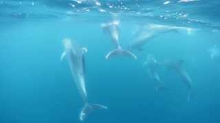 Milford Sound Dolphin Dive  Descend Scuba Diving New Zealand [upl. by Kori]