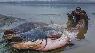 Monster Big Italian Catfish Caught on Camera  HD by Yuri Grisendi [upl. by Oiragelo]