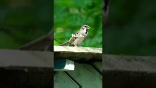 Gauraiya bird ki short  🐦🐦🐦🐦🐦  short birds videos [upl. by Nonek]