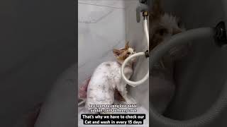 We have to wash our Cat every in 15 days 🥰🥰🥰 cat catlover music funny funnycats ￼ [upl. by Ylyl]