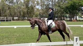 NOVICE 21 DRESSAGE TEST  WITH INTEST SCORING [upl. by Ahsienal]