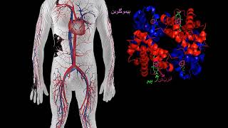 Hemoglobin  Human anatomy and physiology  Health and Medicine  Khan Academy Urdu [upl. by Naihtsirc]