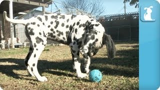 Dalmatian Puppies  Puppy Love [upl. by Odilo594]