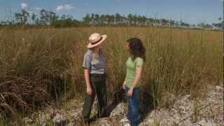 Everglades Mountains and Valleys Sawgrass Prairie [upl. by Ozan126]