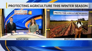 Windbreaks is one way to protect agriculture during winter season [upl. by Gilroy896]