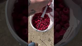 Raspberry picking 🌱 fall berries raspberry farm [upl. by Howzell898]