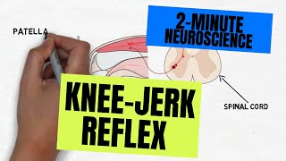 2Minute Neuroscience Kneejerk Reflex [upl. by Anuala]