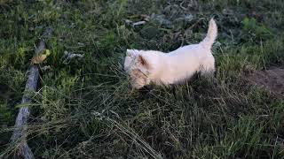 West Highland White Terrier Westie Bobby Searching for mice in the evening [upl. by Sekyere]