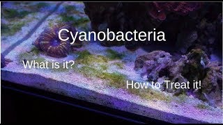 Cyanobacteria  What You Need To Know [upl. by Atikat]