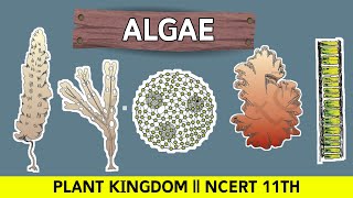 Algae amp Examples Trick ✨ [upl. by Koby]