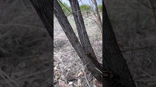 Another Dendrobias mandibularis arizonanature insectcollecting coleoptera [upl. by Leonard533]